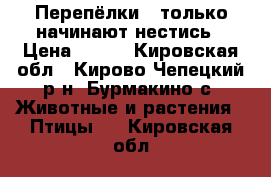 Перепёлки , только начинают нестись › Цена ­ 220 - Кировская обл., Кирово-Чепецкий р-н, Бурмакино с. Животные и растения » Птицы   . Кировская обл.